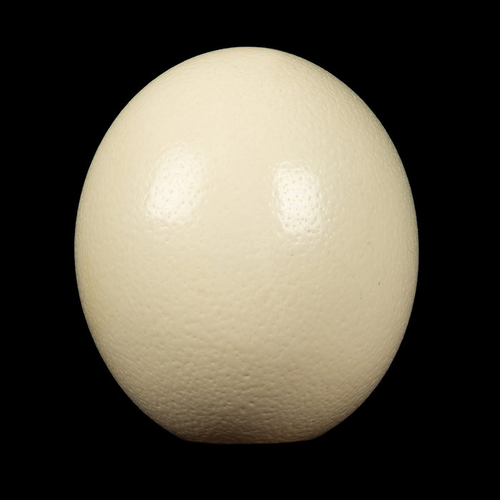 Ostrich Egg
