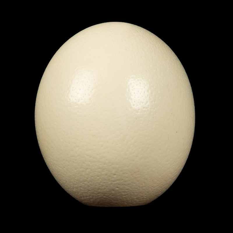 Ostrich Egg