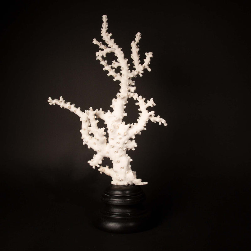 Very Large Custom Mounted Octopus Coral (Galaxea fascicularis)
