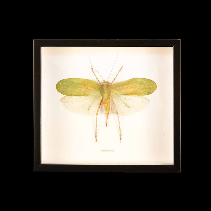 Framed Hooded Katydid