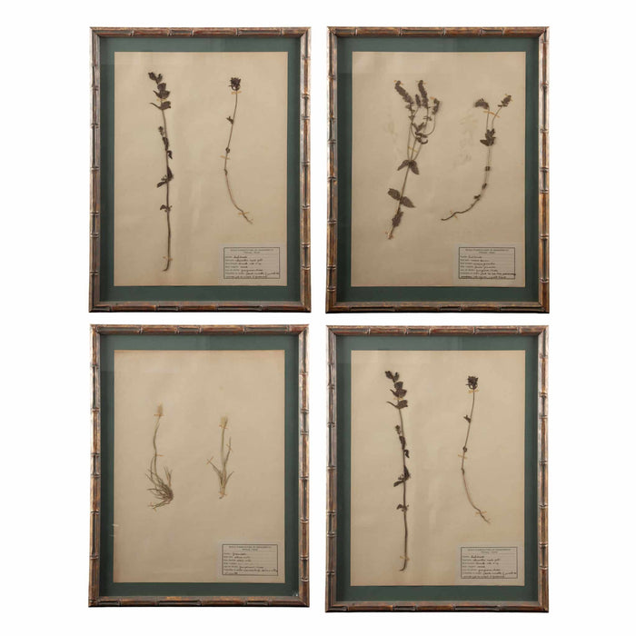 Gilt Framed Herbier Botanical Specimens from the 19th Century on Green Background