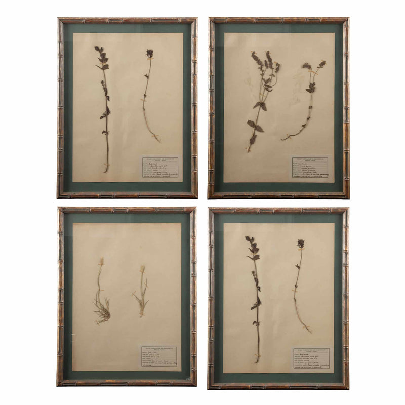 Gilt Framed Herbier Botanical Specimens from the 19th Century on Green Background