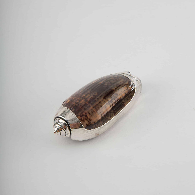Partially Silvered Olive Shell