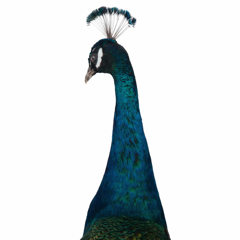 Regal Splendor: Indian Blue Peacock Taxidermy Masterpiece