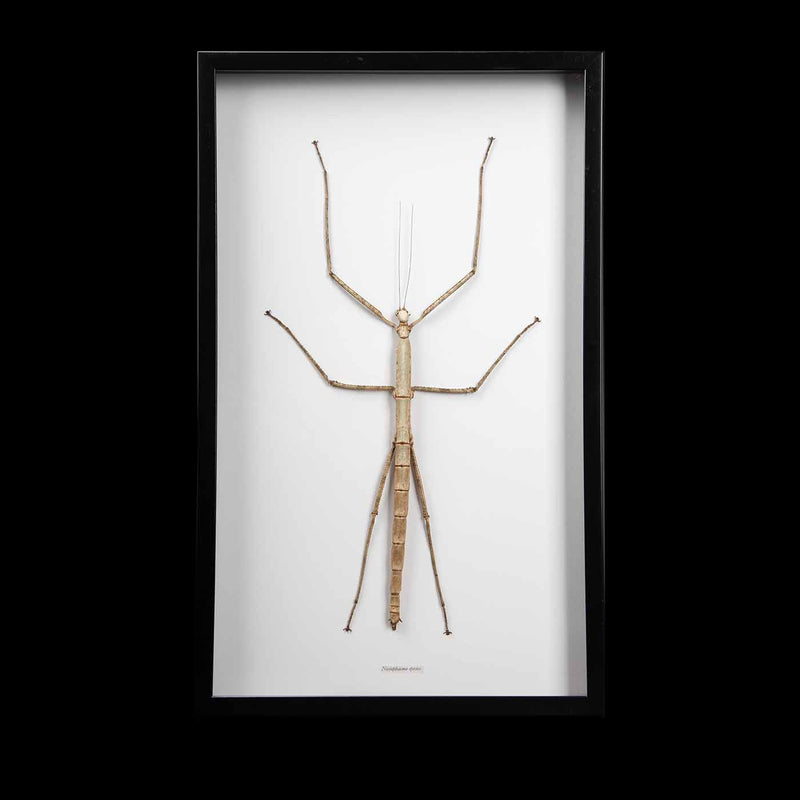Framed "Nesiophasma Species" Large Stick Insect