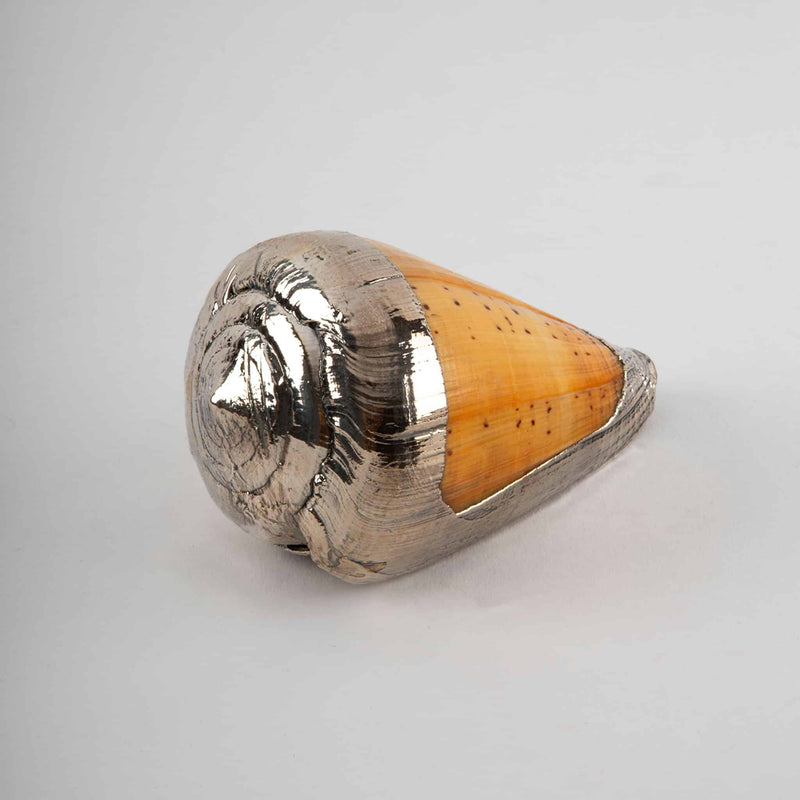 Partially Silvered Conus Butterfly Shell