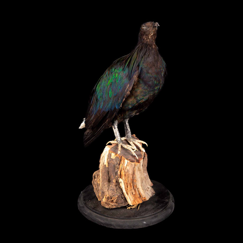 Nicobar Pigeon on Naturalistic Mount