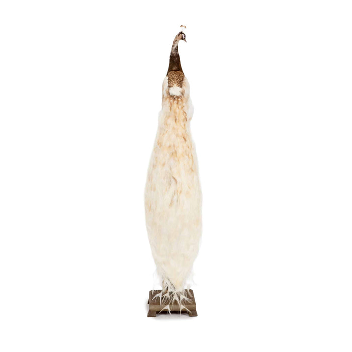 Exquisite Pied Peacock Taxidermy: A Majestic Display of Rarity and Elegance