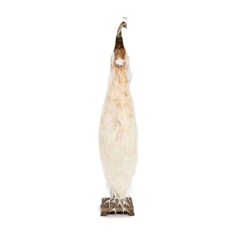 Exquisite Pied Peacock Taxidermy: A Majestic Display of Rarity and Elegance