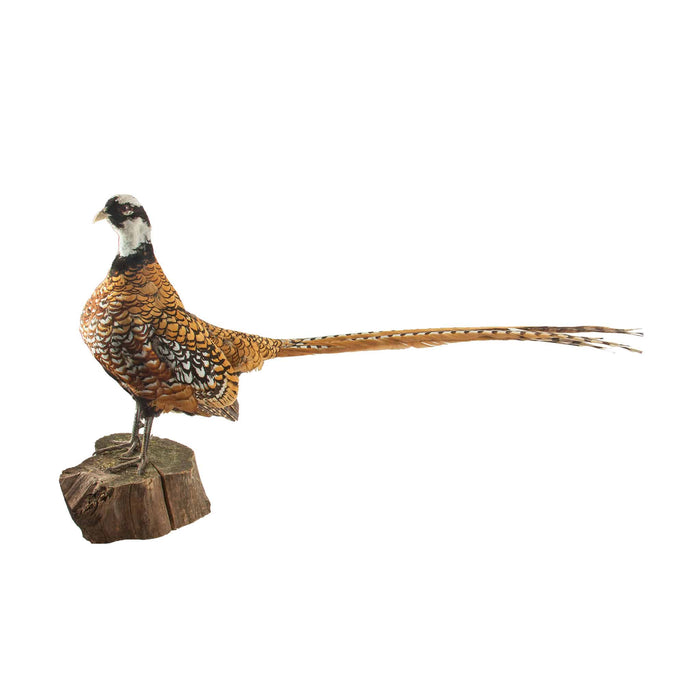 Reeves Pheasant Taxidermy Specimen — Syrmaticus reevesii