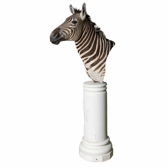 Zebra Head Pedestal Mount