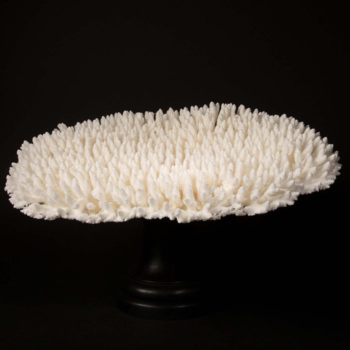 Mounted Table Coral