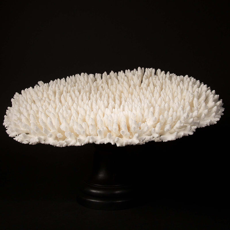 Mounted Table Coral