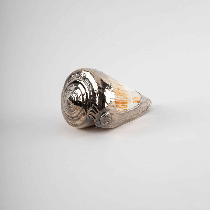 Partially Silvered Conus Woodgrain Shell