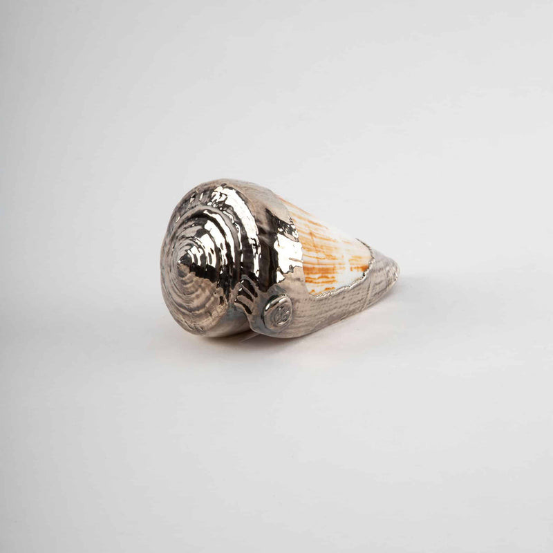 Partially Silvered Conus Woodgrain Shell