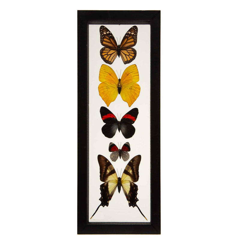 Butterflies in Double-Paned Glass and Ebonized Frame