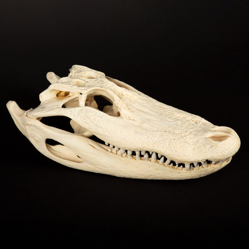 Jaw-Dropping Wonder: 13-Inch Gator Skull