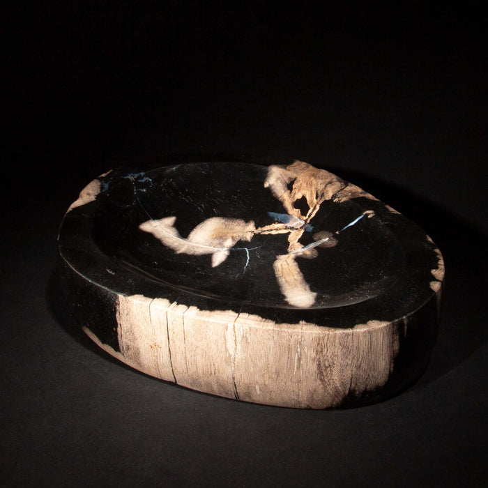 Petrified Wood Vide Poche