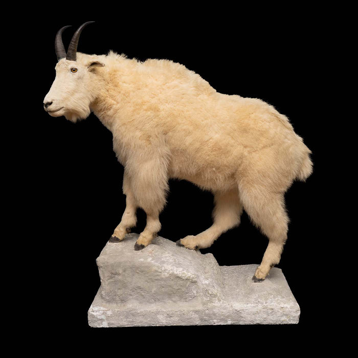 Naturalistic Mounted Mountain Goat