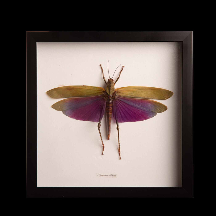 Framed Titanacris Albipes "Grasshopper"
