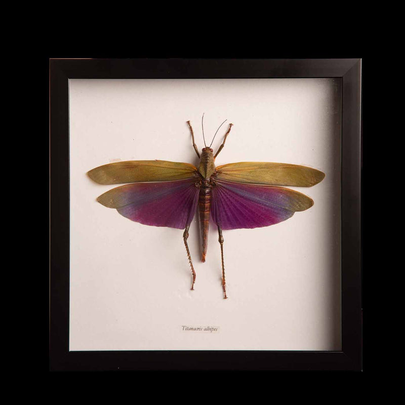 Framed Titanacris Albipes "Grasshopper"