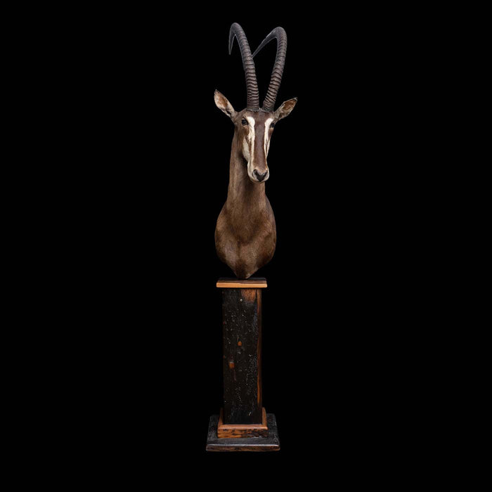 Taxidermy Sable Antelope Pedestal Mount