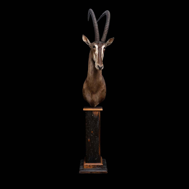 Taxidermy Sable Antelope Pedestal Mount