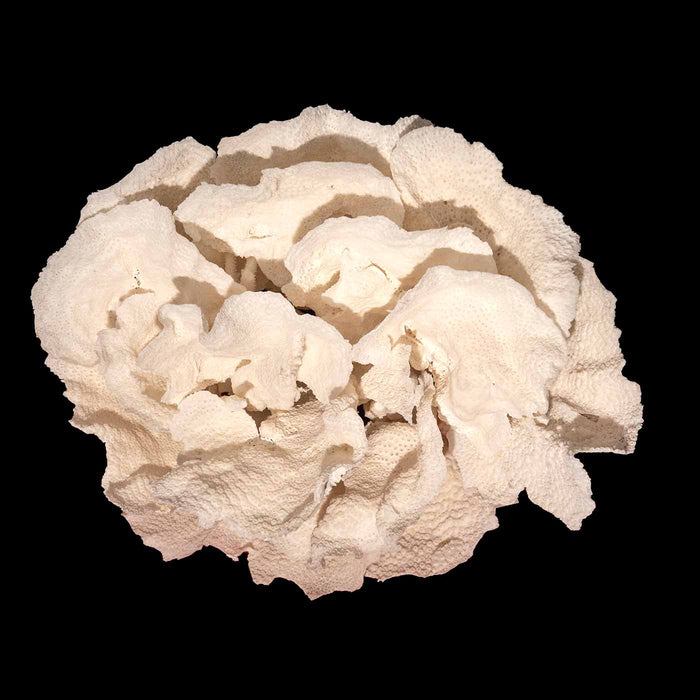 Giant Coral Creation