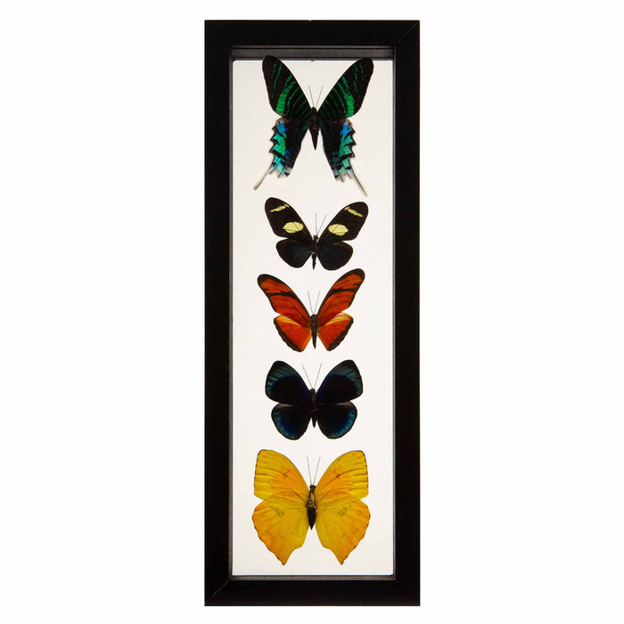 Butterflies in Double-Paned Glass and Ebonized Frame