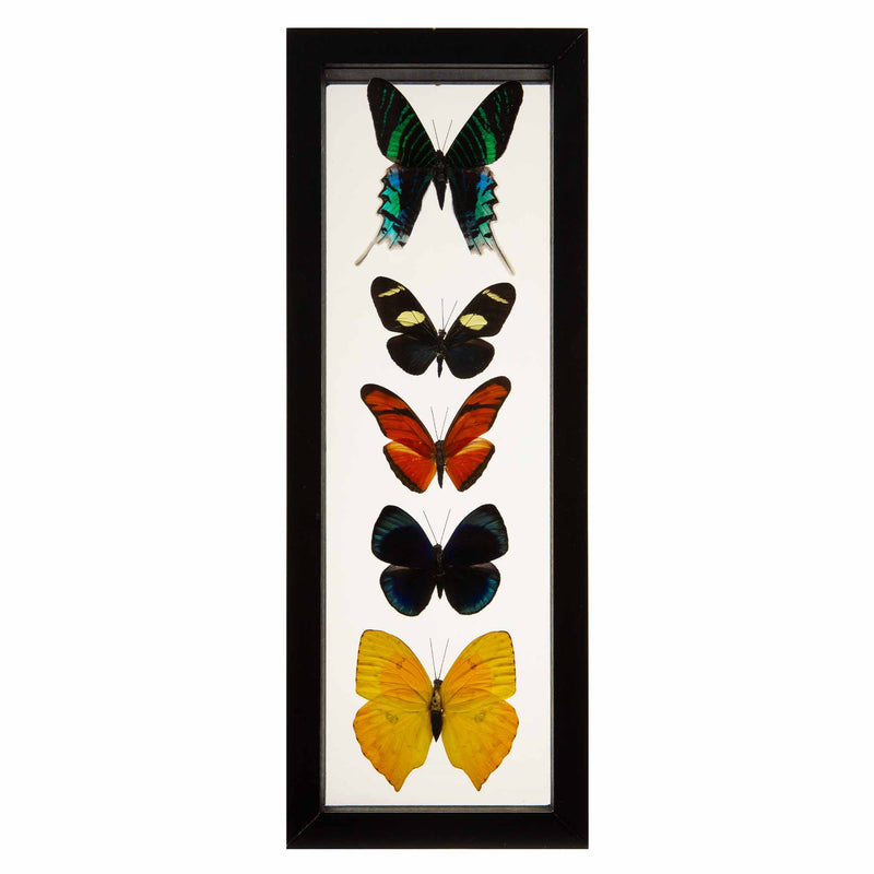Butterflies in Double-Paned Glass and Ebonized Frame