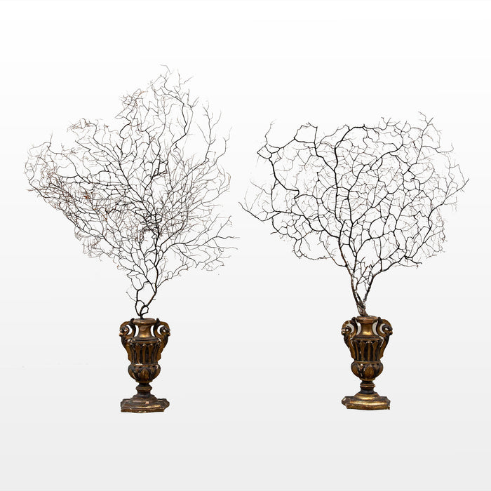 Opulent Ocean: Extra-Large Sea Fans on Antique Gilded Bases-60" High