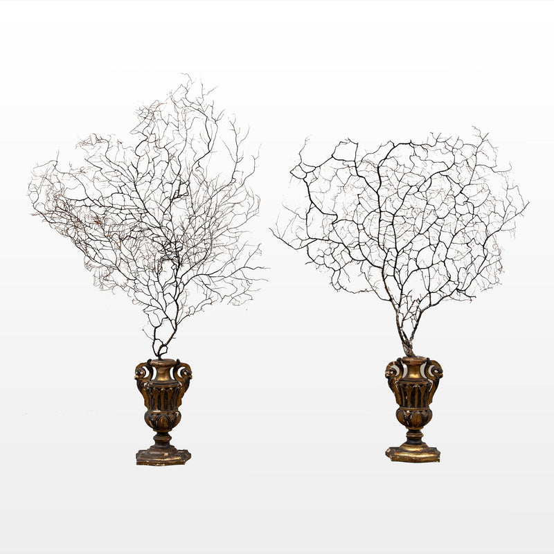 Opulent Ocean: Extra-Large Sea Fans on Antique Gilded Bases-60" High