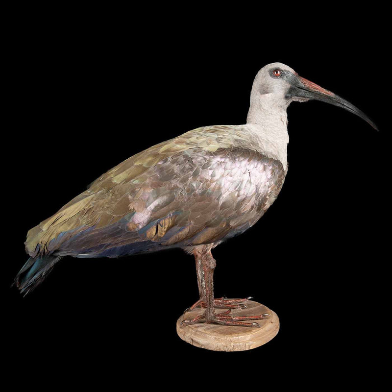 African Sacred Ibis