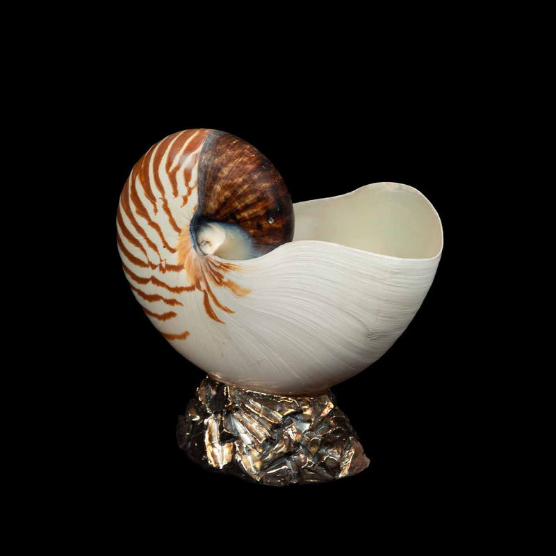 Nautilus Mounted on Silver Base