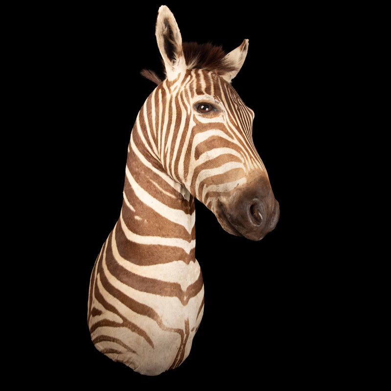 Premier quality Shoulder Mount Taxidermy Burchell's Zebra