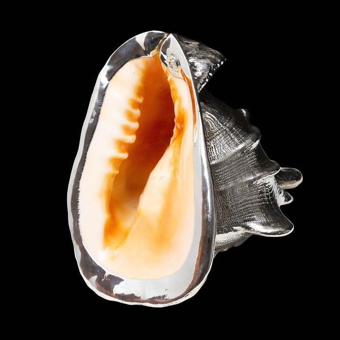 Fully Silvered Cassis Shell