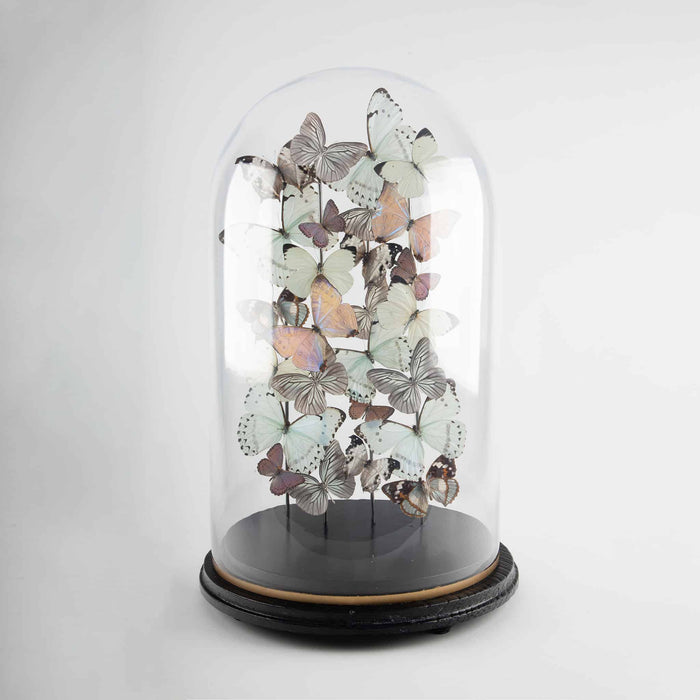 Opaline by Hasharat