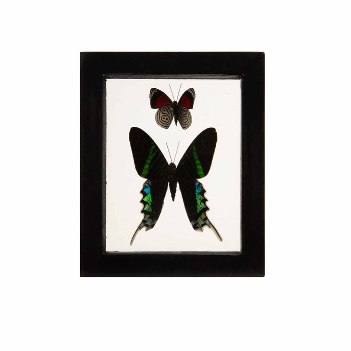 Butterflies in Double-Paned Glass and Ebonized Frame, 5.75" H
