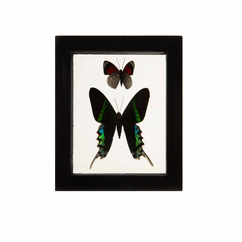 Butterflies in Double-Paned Glass and Ebonized Frame, 5.75" H