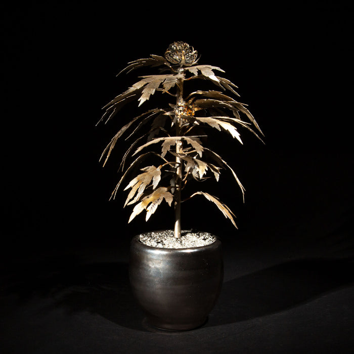 Luxury Leaf: The Silver Haze-Inspired Park Avenue Pot Plant
