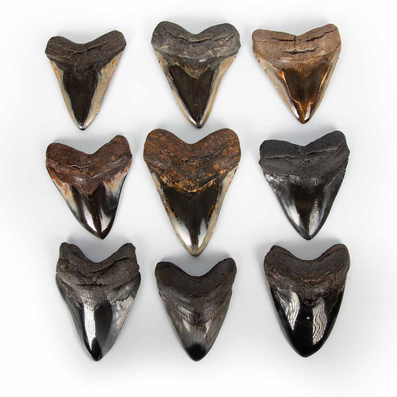 Megalodon Tooth