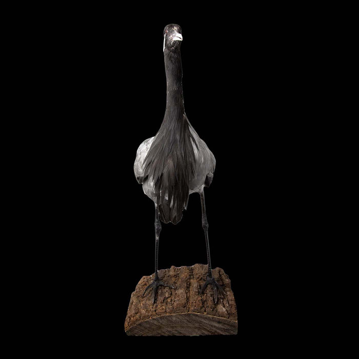 Demoiselle Crane Taxidermy