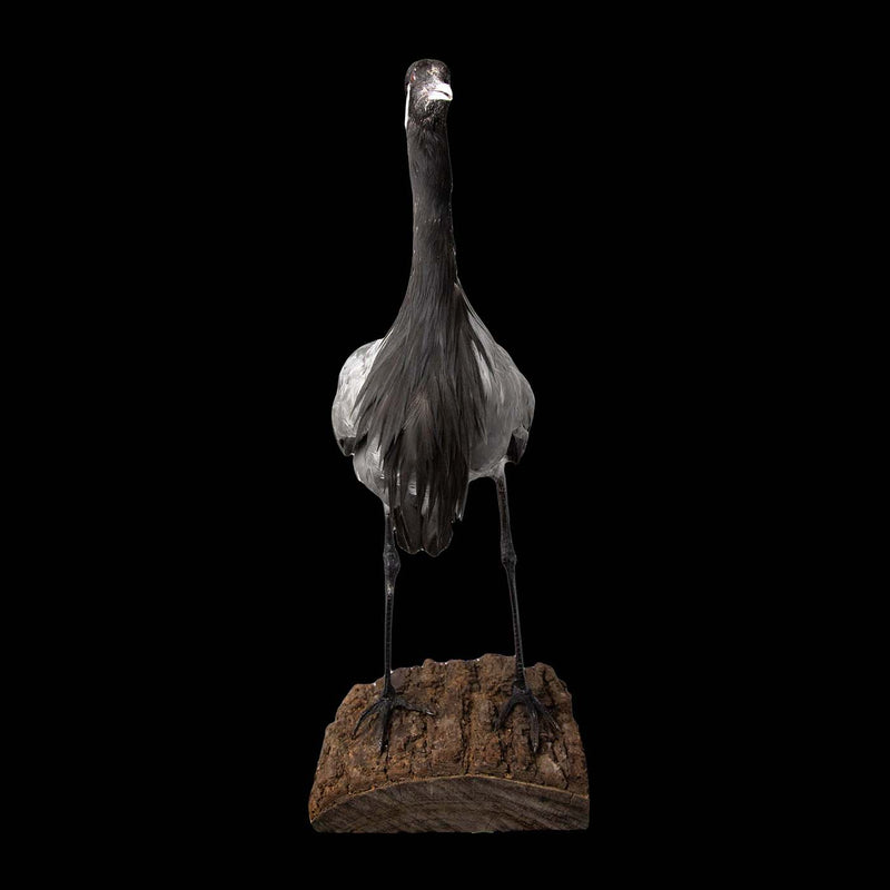 Demoiselle Crane Taxidermy