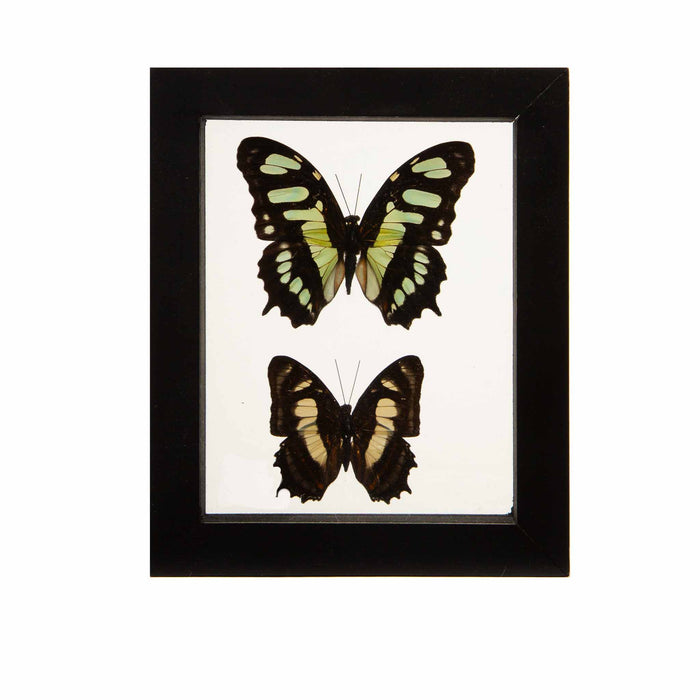 Butterflies in Double-Paned Glass and Ebonized Frame, 5.75" H