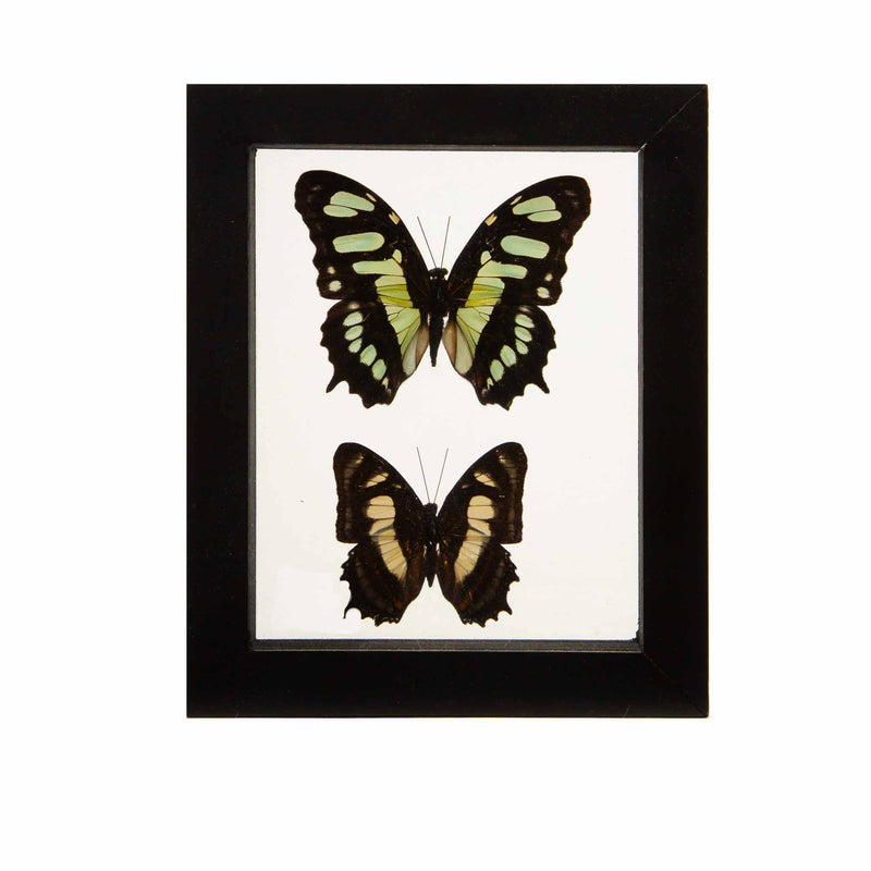 Butterflies in Double-Paned Glass and Ebonized Frame, 5.75" H