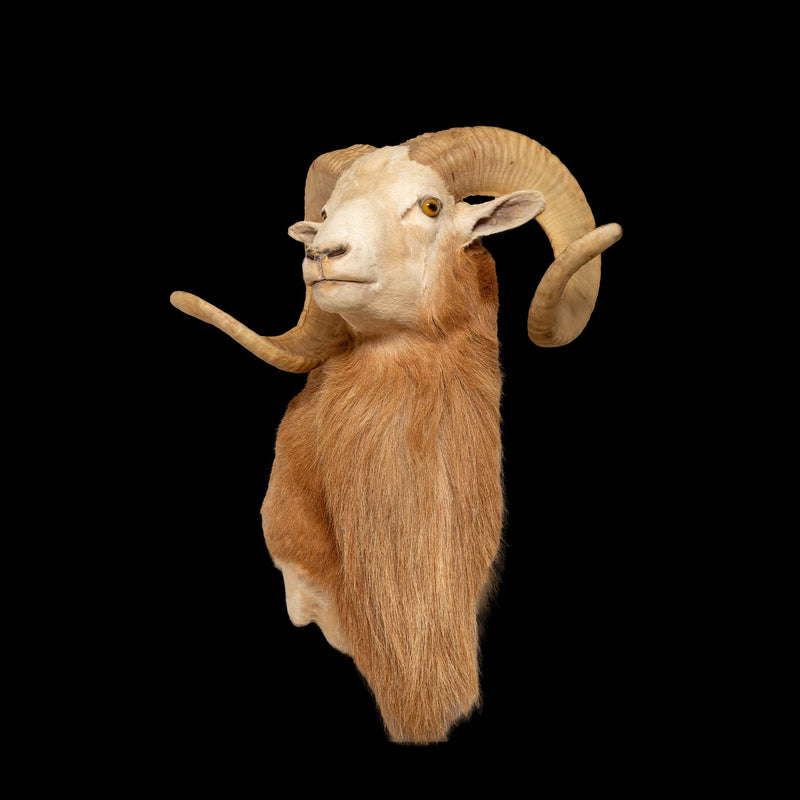 Celebrating the Texas Dall Sheep: A Majestic Wild Species of North America