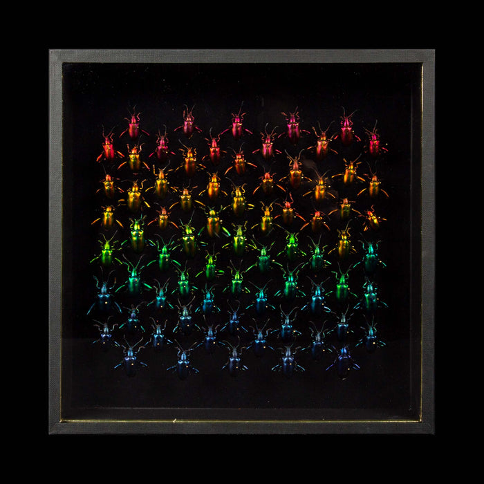 Refractions by Hasharat