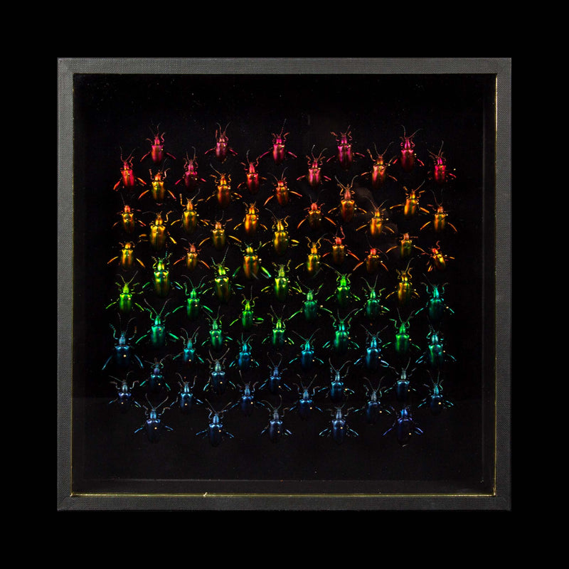 Refractions by Hasharat