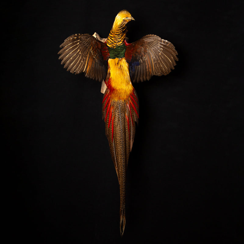 Exquisite Wall-Mounted Flying Red Golden Amherst Pheasant Decor