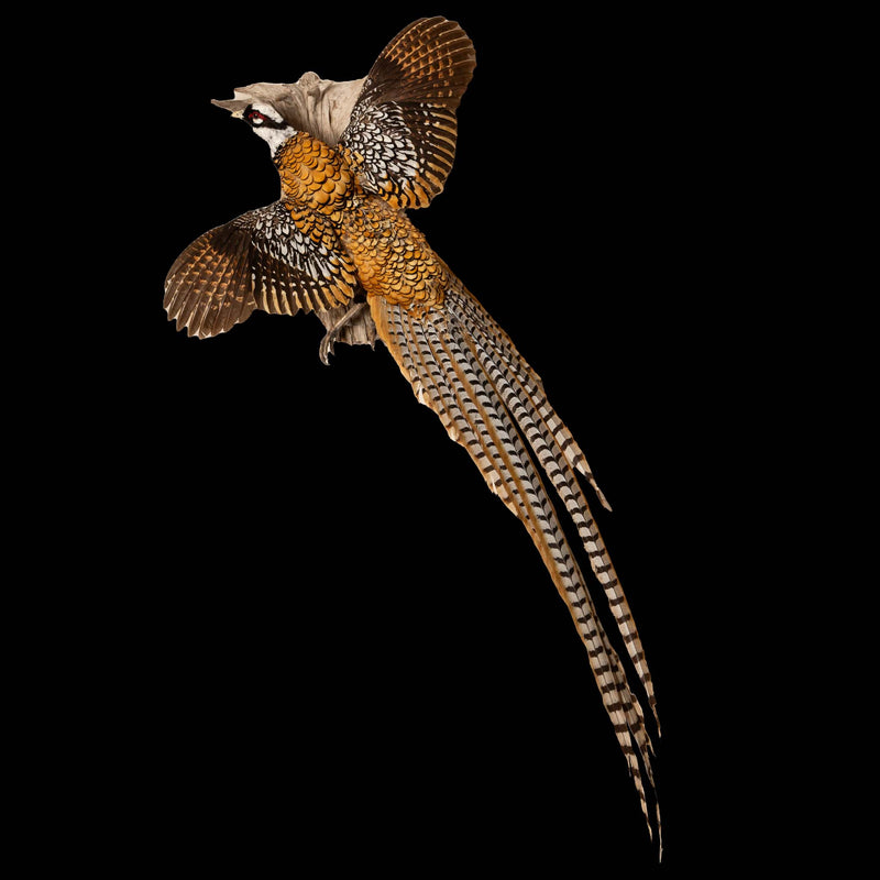 Regal Elegance: The Reeves Pheasant - A Flying Taxidermy Masterpiece
